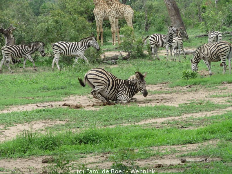 191122_111049-18 Zebra vol in de remmen.JPG
